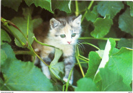 *CPM - Joli Chaton Dans La Végétation - Cats