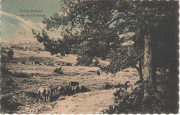 FR66 FONT ROMEU - Chauvin - Environs De L'Ermitage - Chevaux Au Pâturage - Belle - Autres & Non Classés