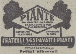 Piante Fratelli Sgravatti - Saonara - 1931 Pubblicità Epoca - Vintage Ad - Publicités