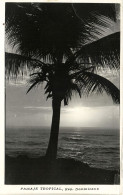 Dominican Republic, TRUJILLO, Palm Tree During Sunset (1959) RPPC Postcard - Dominicaine (République)