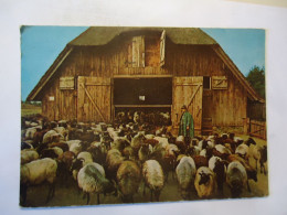 GERMANY POSTCARDS Naturschutzpark Lüneburger Heide ANIMALS  SHEEP - Andere & Zonder Classificatie