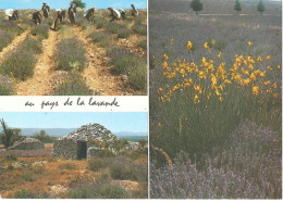 CHAMPS DE LAVANDE PAYS ANIMEE - Fleurs