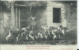 CHASSE EN FORET DE SAINT SEVER - Hallali D'un Cerf Au Village Des Carreaux - Caccia