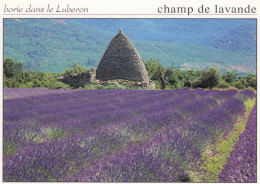 France   Borie Dans Le Luberon    Champ De Lavande - Autres & Non Classés