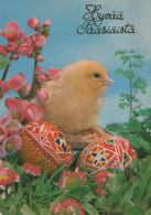 PASQUA POLLO UOVO Vintage Cartolina CPSM #PBP154.A - Pasqua