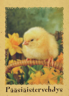 EASTER CHICKEN EGG Vintage Postcard CPSM #PBP027.A - Pasqua