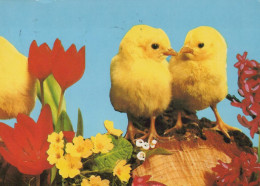 PASQUA POLLO UOVO Vintage Cartolina CPSM #PBO903.A - Pasqua