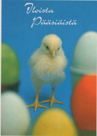 PASQUA POLLO UOVO Vintage Cartolina CPSM #PBO988.A - Pasqua