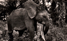 CPSM - Faune AFRICAINE - Jeune Éléphant - Edition Robel-Dakar (format X14) - Ohne Zuordnung