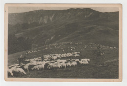 Romania - Muntii Bucegi Pasunat Alpin Paturage En Montagne Flock Of Sheep Schafherde Troupeau De Moutons Types Horse - Roumanie