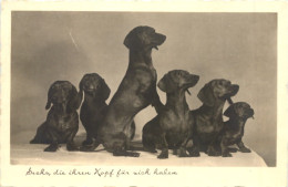 Hunde Dackel - Chiens