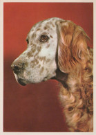 HUND Tier Vintage Ansichtskarte Postkarte CPSM #PAN796.A - Chiens