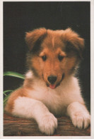 HUND Tier Vintage Ansichtskarte Postkarte CPSM #PAN581.A - Hunde