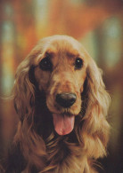 DOG Animals Vintage Postcard CPSM #PAN507.A - Hunde