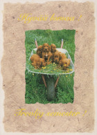 CHIEN Animaux Vintage Carte Postale CPSM #PAN450.A - Hunde