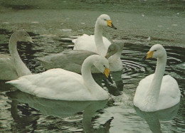 UCCELLO Animale Vintage Cartolina CPSM #PAN394.A - Vögel