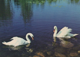 VOGEL Tier Vintage Ansichtskarte Postkarte CPSM #PAN286.A - Vögel