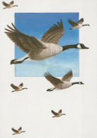 BIRD Animals Vintage Postcard CPSM #PAN102.A - Birds