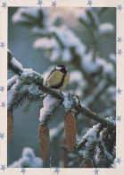 VOGEL Tier Vintage Ansichtskarte Postkarte CPSM #PAM725.A - Birds