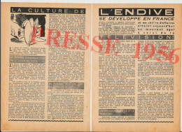 3 Vues 1956 La Culture De L'endive Witloof Production évocation Vilmorin + Entretien Tracteur Agricole Agriculture - Unclassified