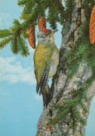 UCCELLO Animale Vintage Cartolina CPSM #PAM713.A - Pájaros