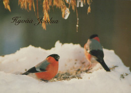 BIRD Animals Vintage Postcard CPSM #PAM656.A - Birds