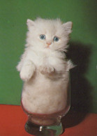KATZE MIEZEKATZE Tier Vintage Ansichtskarte Postkarte CPSM #PAM615.A - Cats