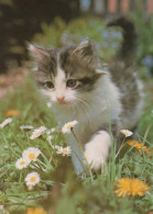 CAT KITTY Animals Vintage Postcard CPSM #PAM536.A - Katzen