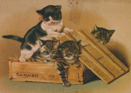 KATZE MIEZEKATZE Tier Vintage Ansichtskarte Postkarte CPSM #PAM430.A - Gatti