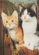 KATZE MIEZEKATZE Tier Vintage Ansichtskarte Postkarte CPSM #PAM285.A - Katzen