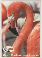 PÁJARO Animales Vintage Tarjeta Postal CPSM #PBR635.A - Birds