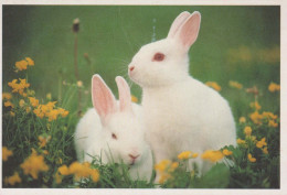 LAPIN Animaux Vintage Carte Postale CPSM #PBR112.A - Other & Unclassified