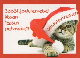 KATZE MIEZEKATZE Tier Vintage Ansichtskarte Postkarte CPSM #PBQ887.A - Cats