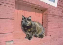 GATTO KITTY Animale Vintage Cartolina CPSM #PBQ815.A - Cats