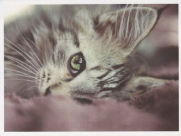 CAT KITTY Animals Vintage Postcard CPSM #PBQ718.A - Gatti