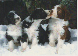 CANE Animale Vintage Cartolina CPSM #PBQ565.A - Dogs
