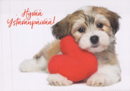 DOG Animals Vintage Postcard CPSM #PBQ548.A - Cani