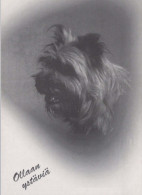 CANE Animale Vintage Cartolina CPSM #PBQ375.A - Cani