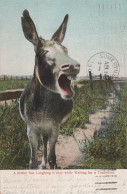 BURRO Animales Vintage Antiguo CPA Tarjeta Postal #PAA155.A - Donkeys