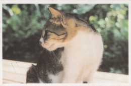 GATO Vintage Tarjeta Postal CPSMPF #PKG910.A - Cats