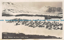 R158982 Rensdyr Ved Grotli Hotell. Norge. Normann. No 9515 - Monde