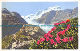 R158984 Rhododendron Ferrugineum. Alpenrose. Corner Gletscher. Photochromie - Monde