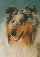 DOG Animals Vintage Postcard CPSM #PAN551.GB - Cani
