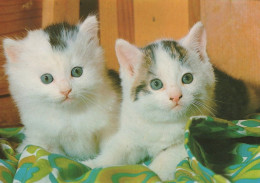 CAT KITTY Animals Vintage Postcard CPSM #PAM487.GB - Gatti