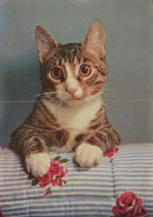 CAT KITTY Animals Vintage Postcard CPSM #PAM174.GB - Gatti