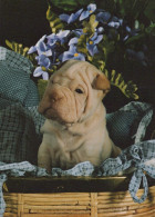 CHIEN Animaux Vintage Carte Postale CPSM #PAN880.FR - Chiens