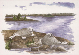 SEAL Animals Vintage Postcard CPSM #PBS652.GB - Autres & Non Classés