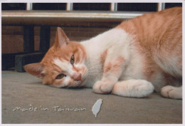 CAT KITTY Animals Vintage Postcard CPSM #PBQ961.GB - Gatti