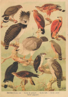 OISEAU Animaux Vintage Carte Postale CPSM #PBR553.FR - Uccelli