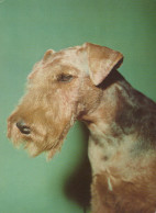 HUND Tier Vintage Ansichtskarte Postkarte CPSM #PAN618.DE - Dogs